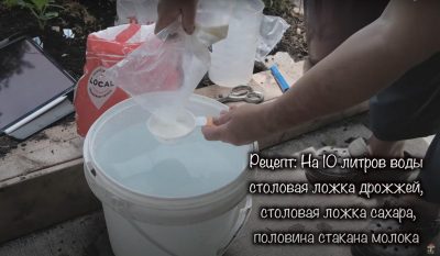 Як правильно зробити добриво з дріжджів Як правильно зробити добриво з дріжджів