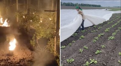 Українські фермери намагаються врятувати врожай Українські фермери намагаються врятувати врожай