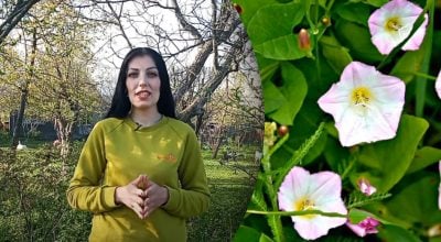 Як позбутися від берізки на городі? Як позбутися від берізки на городі?