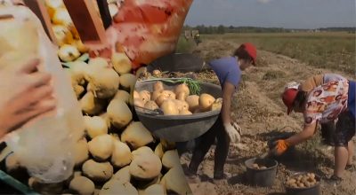 Популярний міф зруйновано: дешевше купити картоплю чи вирощувати, пояснення здивує Популярний міф зруйновано: дешевше купити картоплю чи вирощувати, пояснення здивує