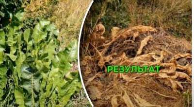 Як вивести хрін з городу? Як вивести хрін з городу?