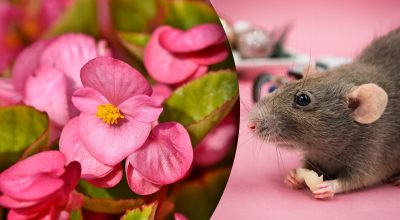 Китайський гороскоп на завтра