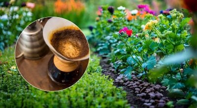 Садівників закликали зберігати кавову гущу - для чого вона потрібна Садівників закликали зберігати кавову гущу - для чого вона потрібна
