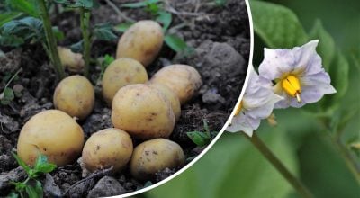 Идеальное время: какие сорта картофеля сажать в мае