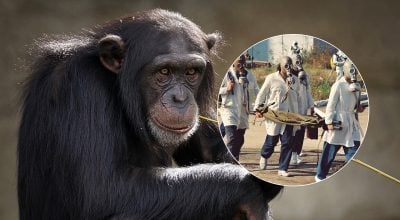 Волосся стає дибки: викрито шокуючий експеримент вчених СРСР із шимпанзе Волосся стає дибки: викрито шокуючий експеримент вчених СРСР із шимпанзе