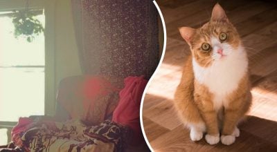 Загадка, кот Загадка, кот