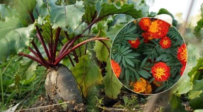 Садівники закликали посадити чорнобривці та салат біля буряка: у чому причина Садівники закликали посадити чорнобривці та салат біля буряка: у чому причина