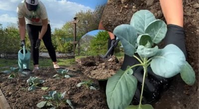 Коли садити капусту у відкритий грунт у травні - точні дні для небаченого врожаю Коли садити капусту у відкритий грунт у травні - точні дні для небаченого врожаю