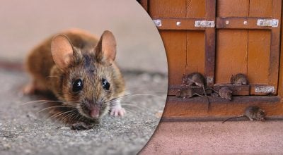 Миші зникнуть просто на очах: простий спосіб здивує швидким результатом