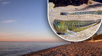 морской дракончик, море морской дракончик, море