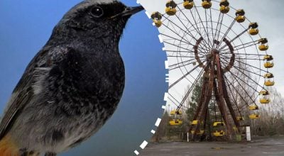 птицы, чернобыль птицы, чернобыль