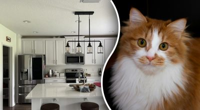 Кіт заховався на кухні: лише люди з "соколиним зором" знайдуть його за 25 секунд