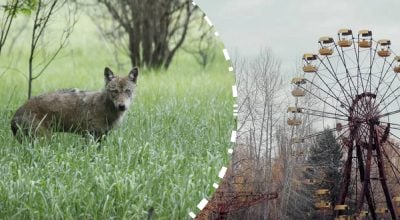 чернобыль, волк чернобыль, волк