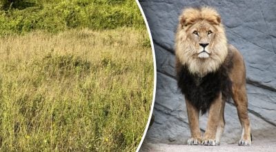 Льва найдут только самые внимательные: на поиск ответа есть всего 7 секунд
