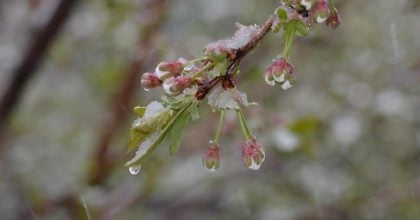 Заморозки ударят по Полтавщине: синоптики предупредили об изменении температуры