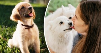 Усыпленная собака неожиданно напомнила о себе: невероятная история потрясла Сеть