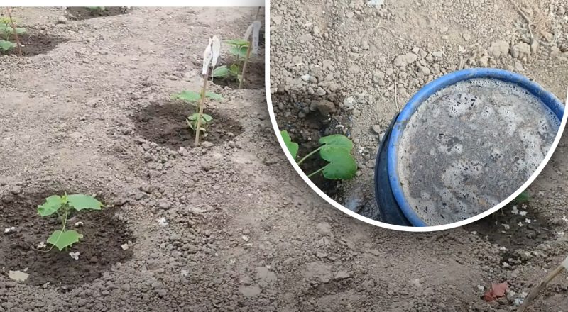 Как правильно подкармливать огурцы: лучшие удобрения для разных этапов роста