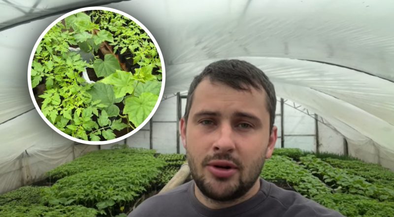 Чем лучше подкармливать помидоры после высаживания: минералы и народные способы