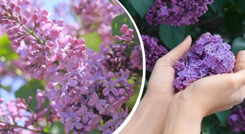 Можно ли срывать сирень: эксперты дали окончательный ответ на дискуссионный вопрос