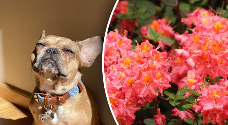 Китайский гороскоп на сегодня 5 мая: Быкам - разочарования, Собакам - риск