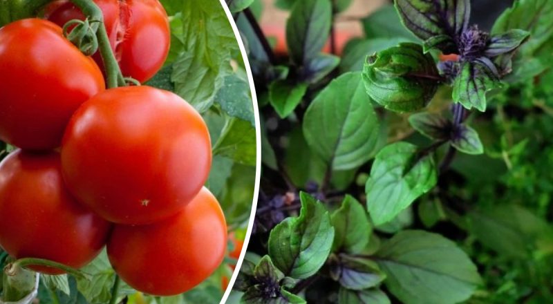 Як виростити соковиті та смачні домашні помідори - несподіваний лайфхак