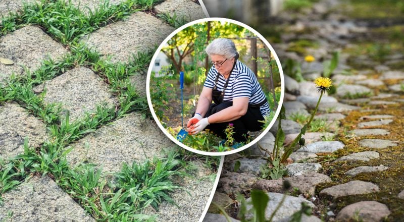 Бур’яни зникнуть і не повернуться, якщо облити їх одним засобом: садівники дали пораду