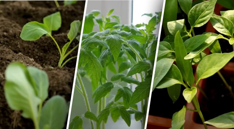 Что посадить в мае в открытый грунт: эти овощи и ягоды дадут хороший урожай