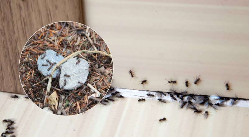 До побачення, надокучливі шкідники: як позбутися мурах раз і назавжди