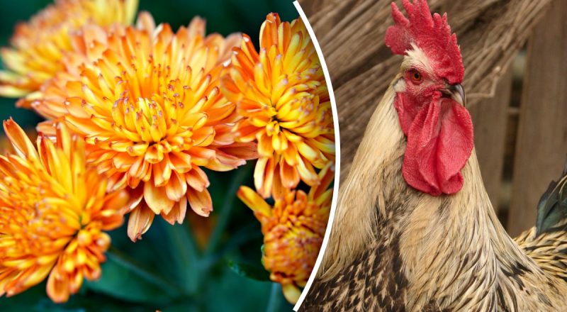 Китайський гороскоп на сьогодні 9 травня: Півням - скандали, Драконам - розчарування