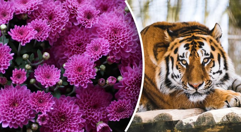 Китайский гороскоп на сегодня 10 мая: Тиграм - драма, Козлам - обида