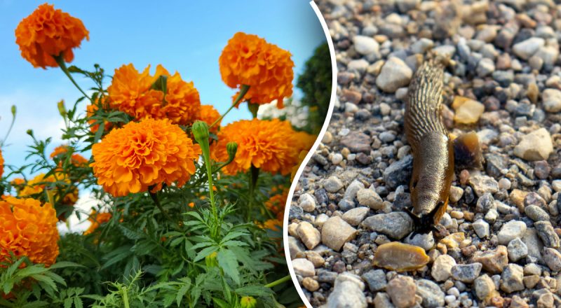 Попелиця і слимаки обходитимуть 10-ю дорогою: які 4 рослини варто посадити в саду