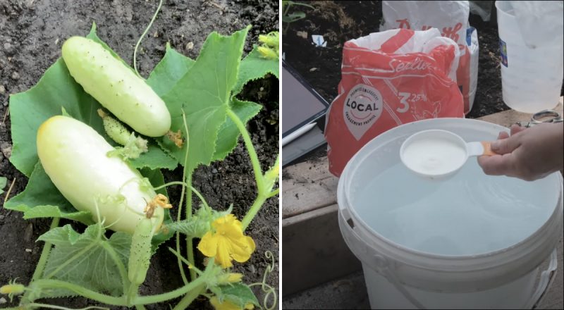Дивовижне домашнє добриво для огірків: садівниця розвінчала популярний міф