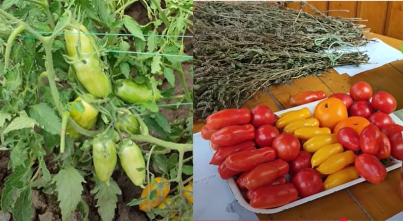 Как правильно хранить семена - простые методы проверки и хранения из дома