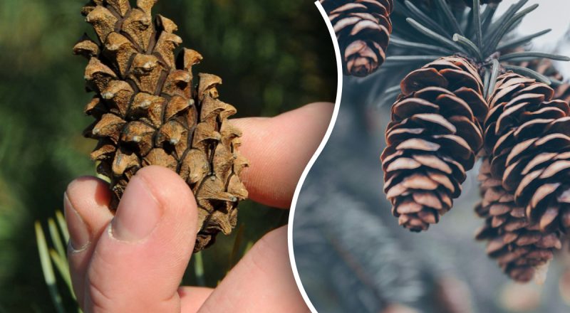 Для чего опытные дачники собирают шишки: о проблемах с огородом можно забыть