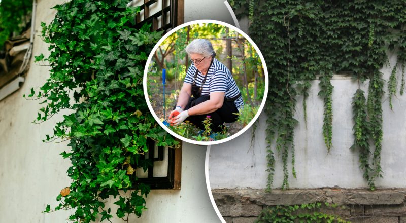 Плющ зникне назавжди, якщо полити його одним натуральним засобом: експерт дав пораду