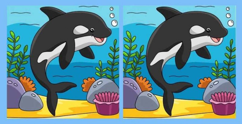 Супертест на IQ: найдите 3 отличия в картинках с дельфином за 11 секунд