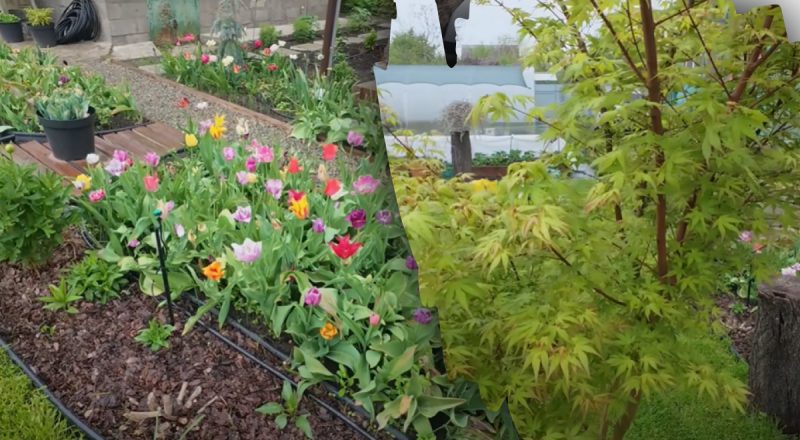 Как уберечь растения от весенних заморозков: простые способы защиты сада и огорода