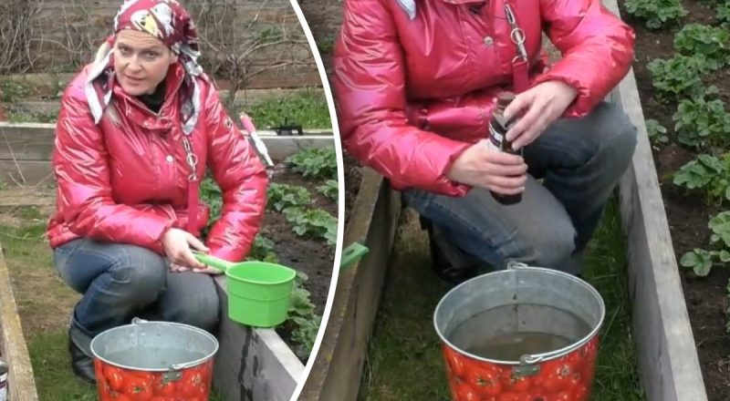 Как ухаживать за клубникой в мае: ягоды вырастут крупными и сочными