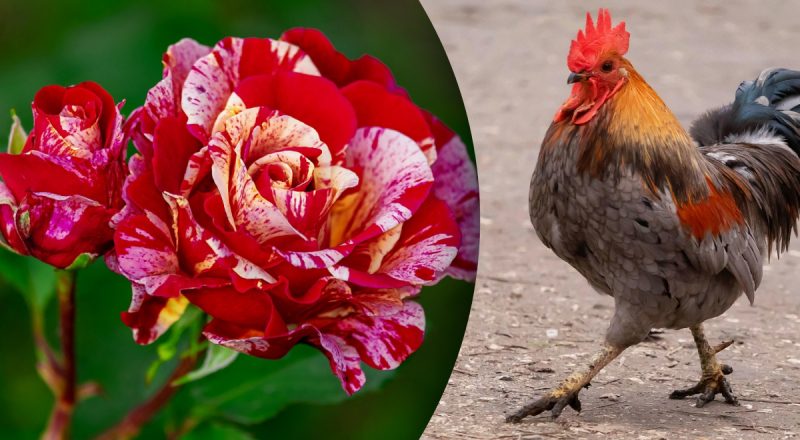 Китайський гороскоп на сьогодні 17 травня: Козлам - помста, Півням - роздратування