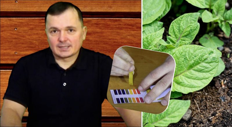Как в домашних условиях проверить землю на кислотность: пять лучших способов