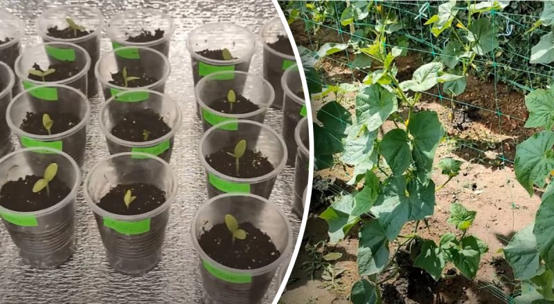 Когда сажать огурцы в мае 2025 года в Украине: точные дни для рекордного урожая