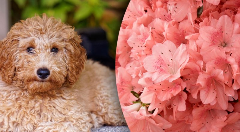 Китайский гороскоп на сегодня 22 мая: Змеям - обиды, Собакам - критика