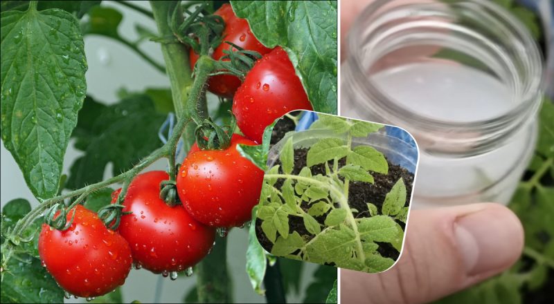 Чим підгодувати розсаду помідорів, щоб вона була товстенька: найкращий засіб
