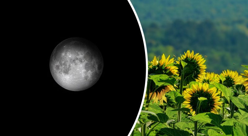 Місячний календар на червень 2025: сприятливі та несприятливі дні місяця