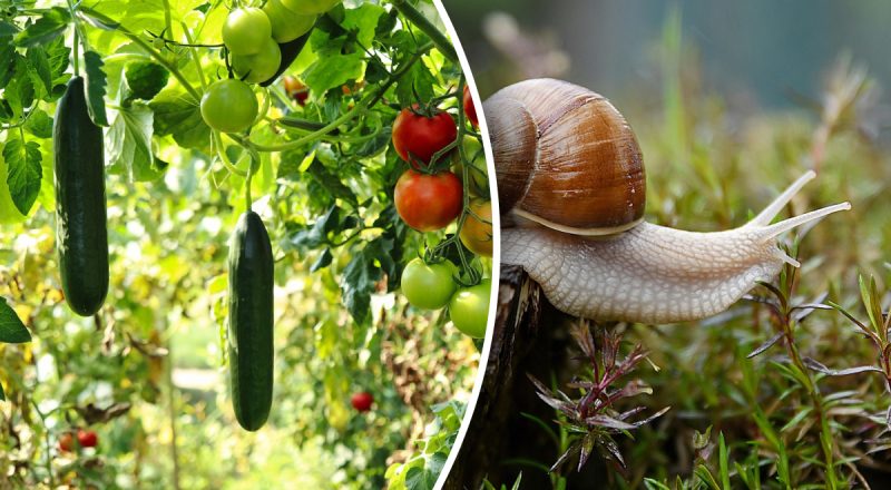 Посевной календарь на июнь 2025: что еще не поздно посадить