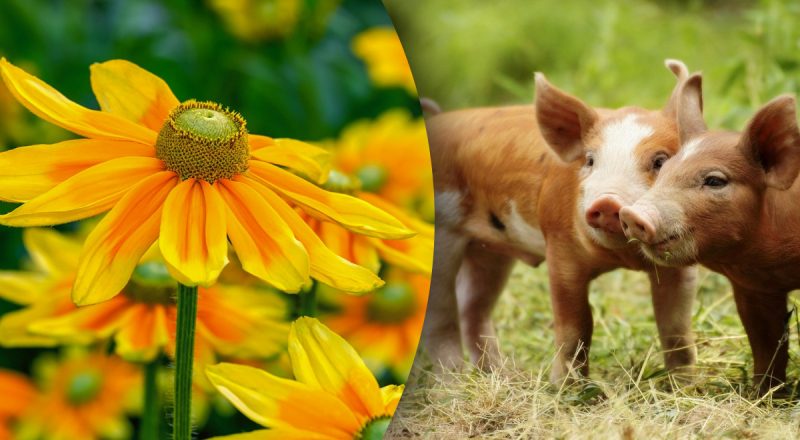 Китайский гороскоп на сегодня 30 мая: Змеям - враги, Свиньям - стресс