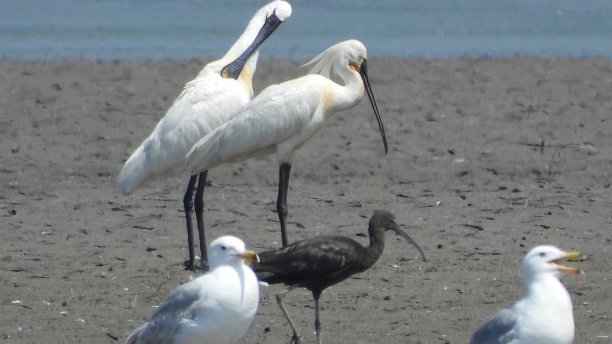 На Прикарпатті виявили найбільшу колонію рідкісних косарів на заході України На Прикарпатті виявили найбільшу колонію рідкісних косарів на заході України