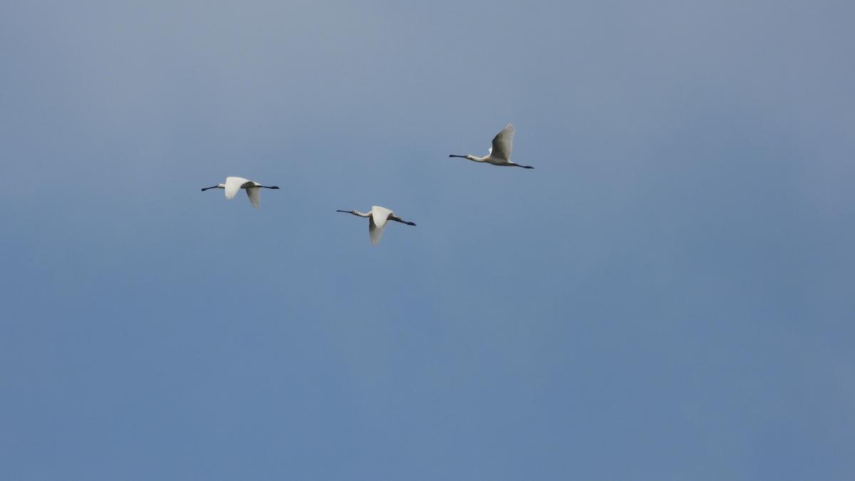 На Прикарпатті виявили найбільшу колонію рідкісних косарів на заході України На Прикарпатті виявили найбільшу колонію рідкісних косарів на заході України