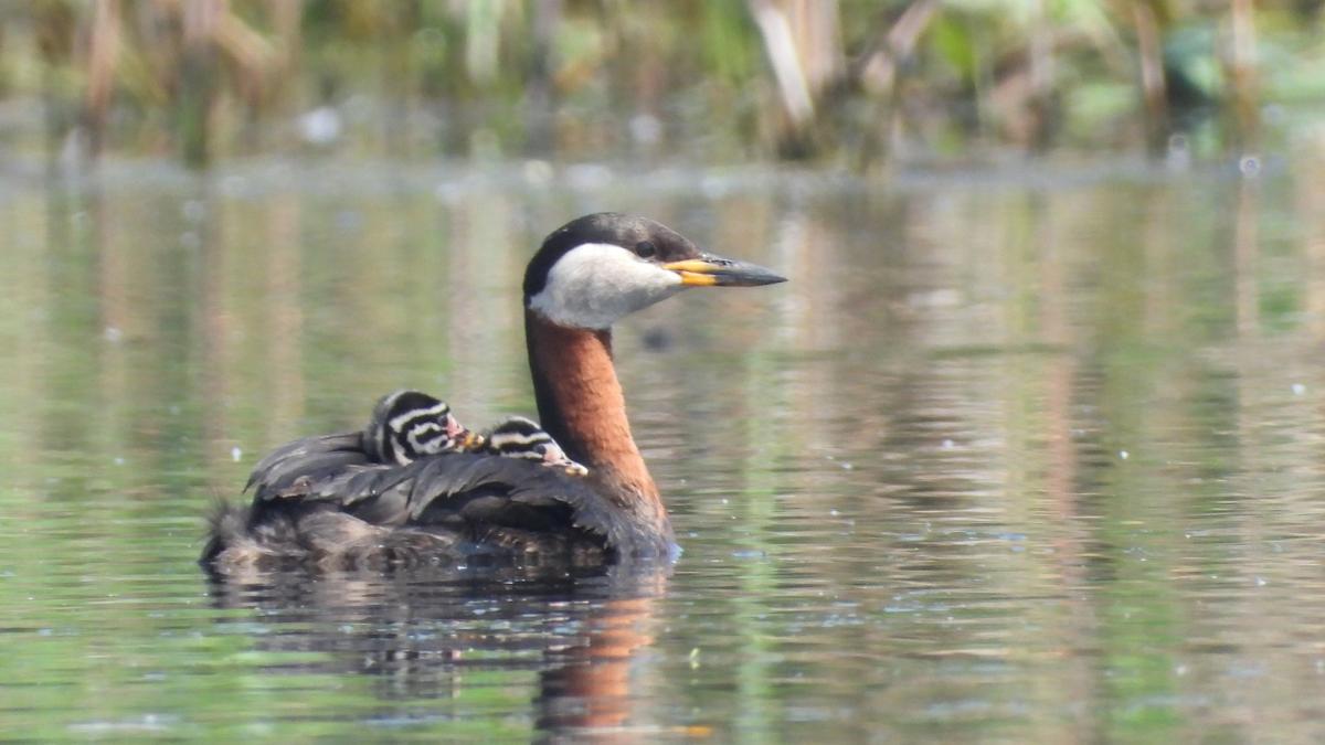 На Прикарпатті виявили найбільшу колонію рідкісних косарів на заході України На Прикарпатті виявили найбільшу колонію рідкісних косарів на заході України