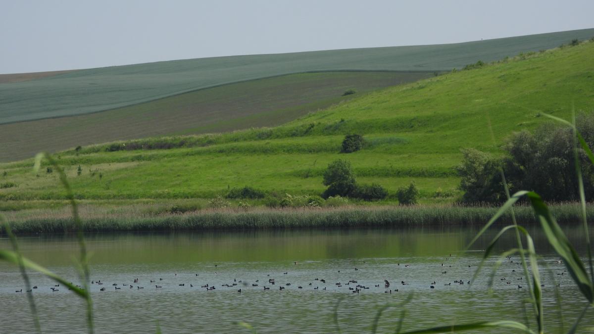 На Прикарпатті виявили найбільшу колонію рідкісних косарів на заході України На Прикарпатті виявили найбільшу колонію рідкісних косарів на заході України